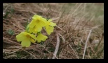 Tatra - Gesia Szyja -21-04-2025 - Bogdan Balaban